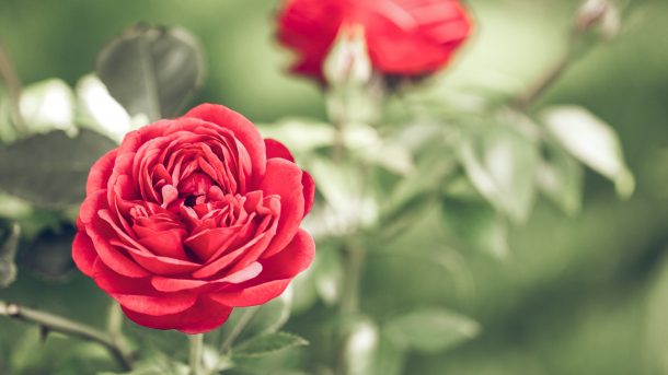 3 tips voor rozen snoeien en klimrozen snoeien